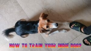 how to train your indie dog